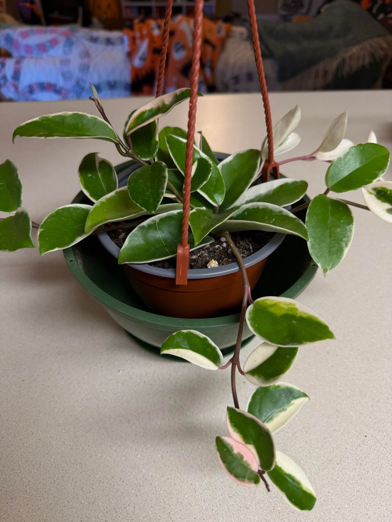 Don't Rush The Roots