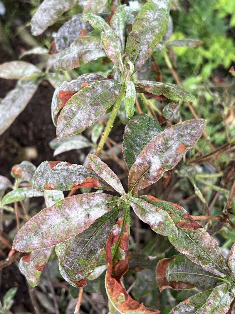 Shield Plants From Late Frost And Harsh Wind