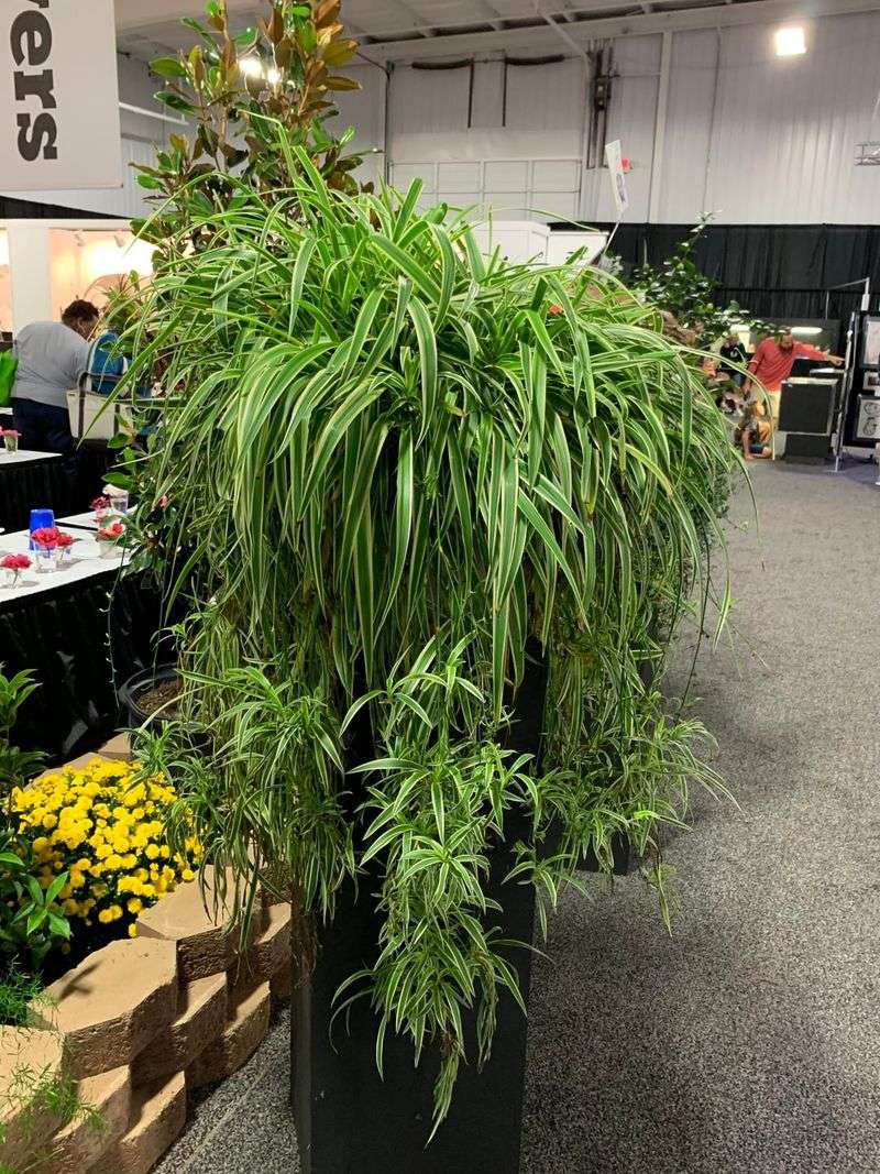 Don't Overwater, Roots Need Air