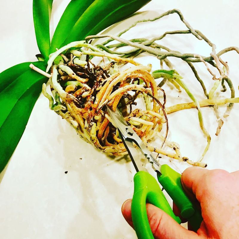 Watch For Pests And Root Problems