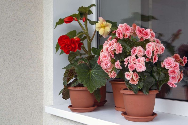 Bring Plants Indoors Before Cool Temperatures Arrive