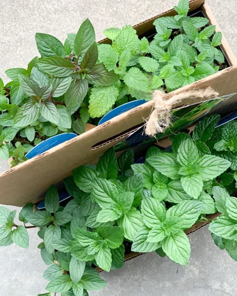 Harvest Often To Keep Mint Growing Strong