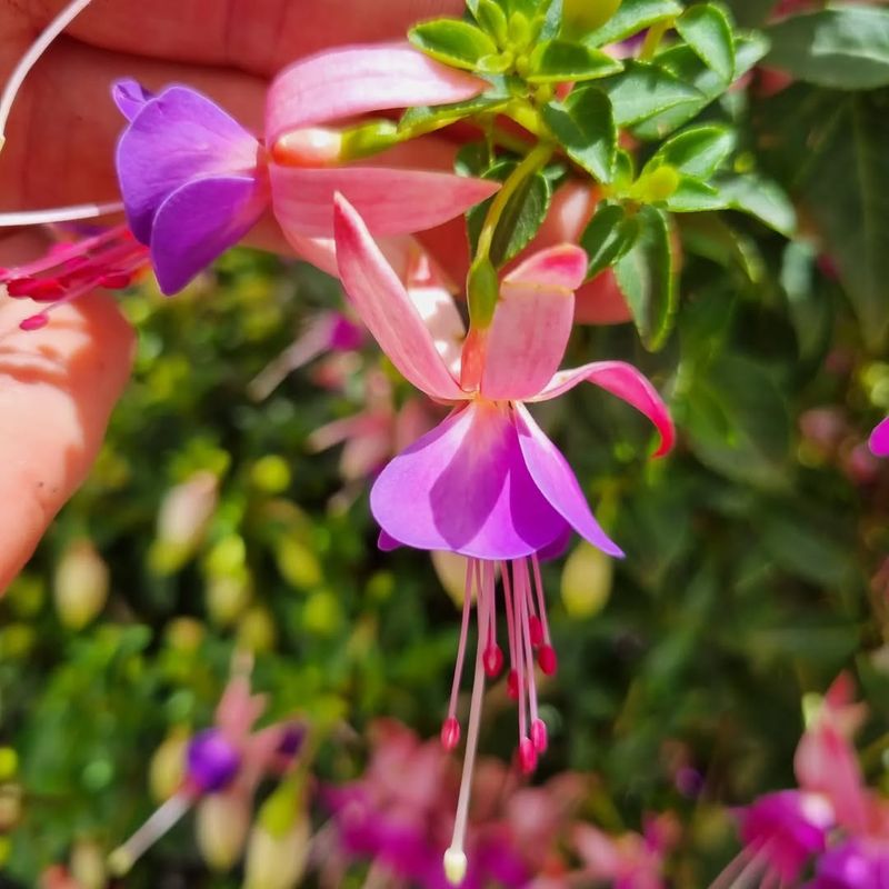 Protect From Hot, Dry Winds