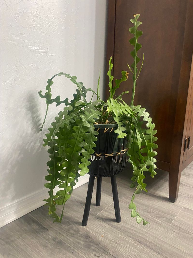 Repot When Rootbound