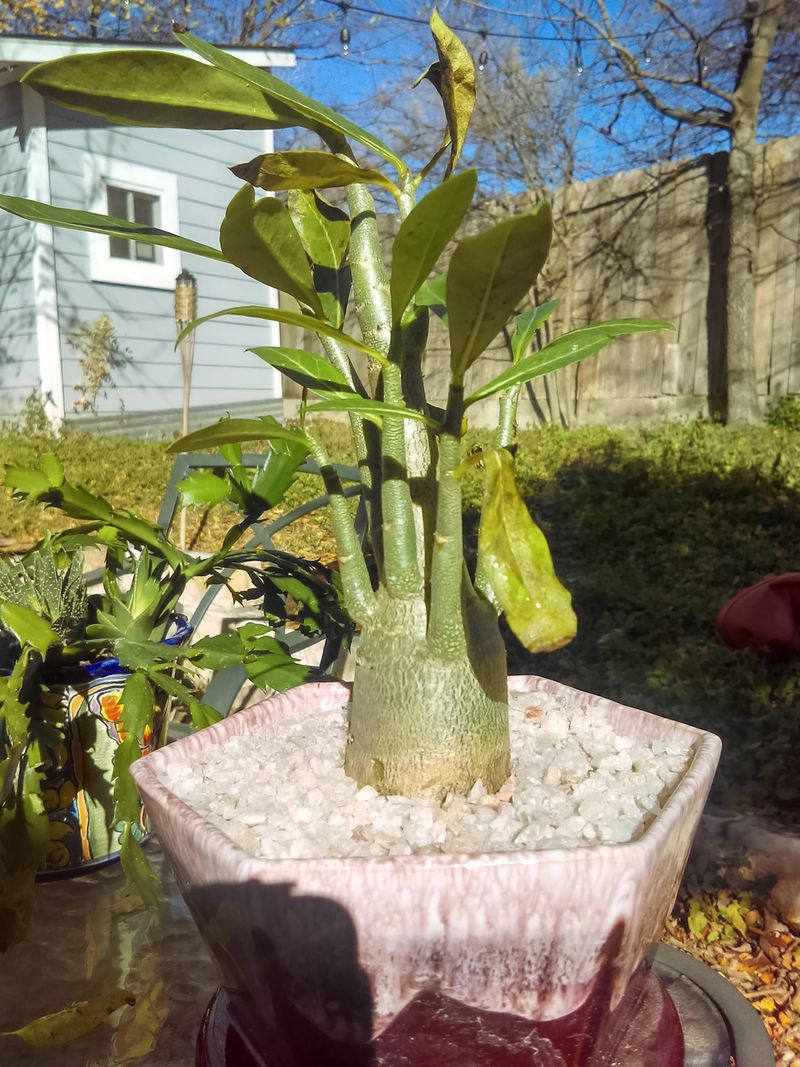 Let Desert Roses Rest When Growth Naturally Slows