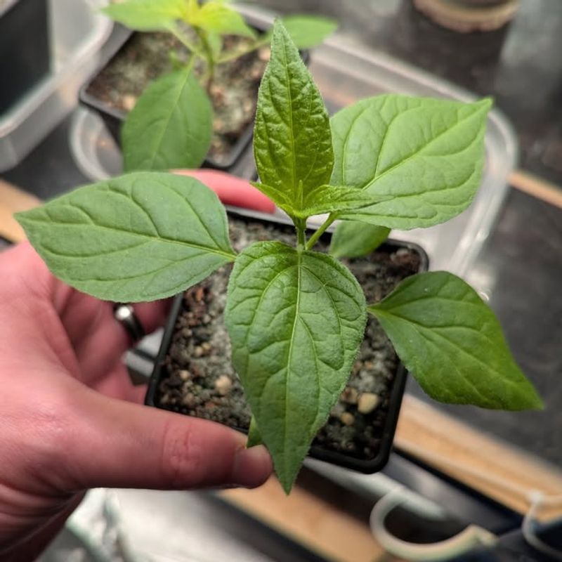 Keep Air Moving To Prevent Fungal Problems