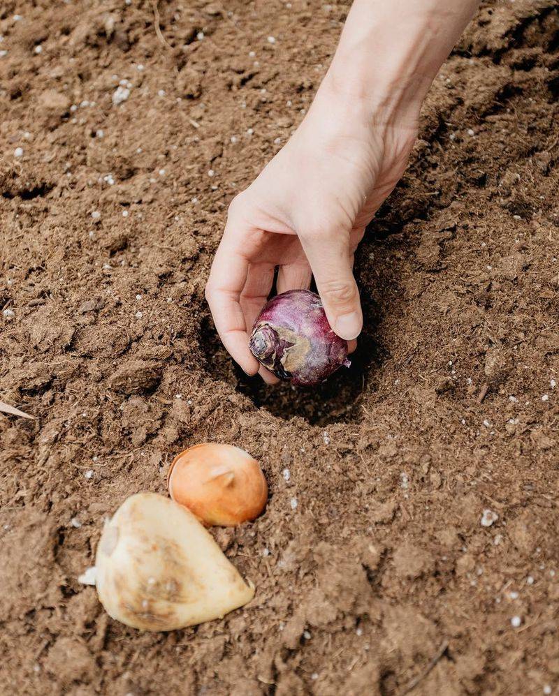 Plant Spring Bulbs In Fall For Guaranteed Early Color