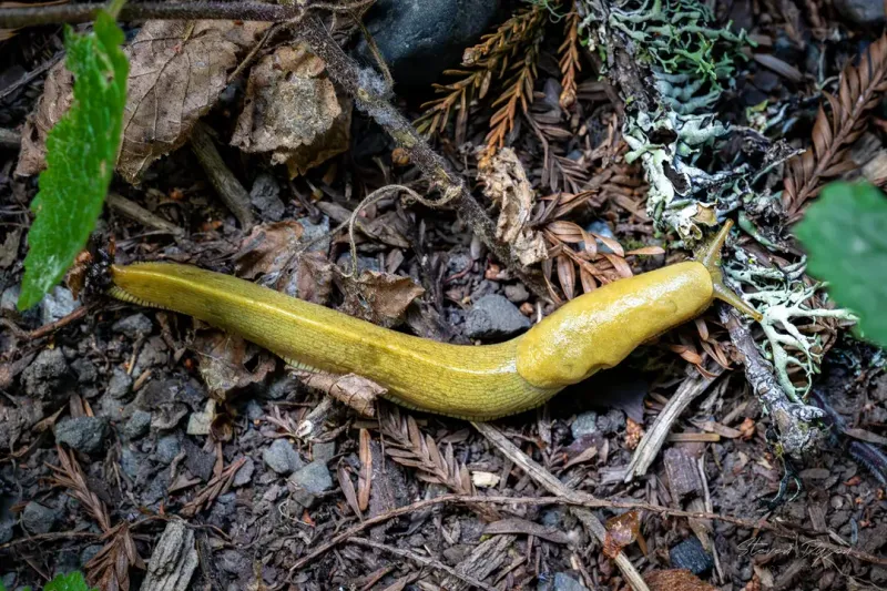 Scout For Slugs Before They Multiply