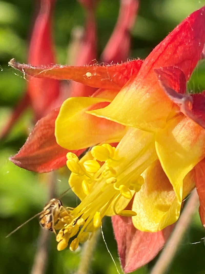 Support Native Bees With Wild Columbine