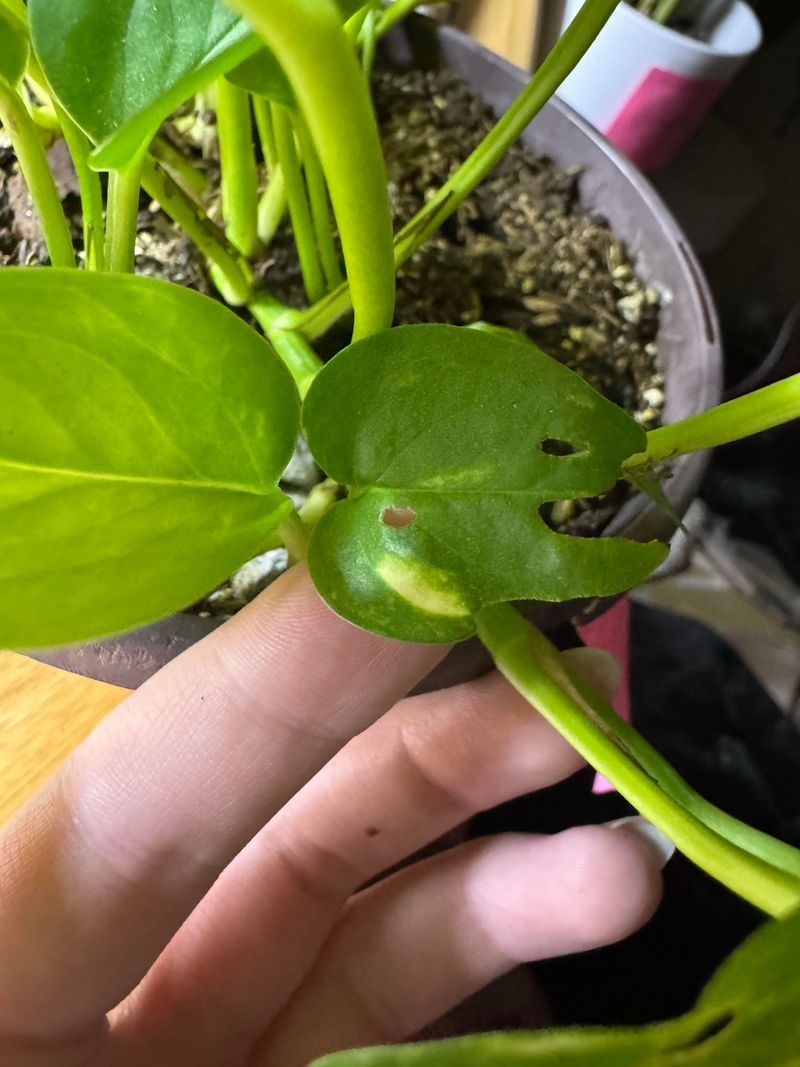 Monitor And Treat Pests Promptly