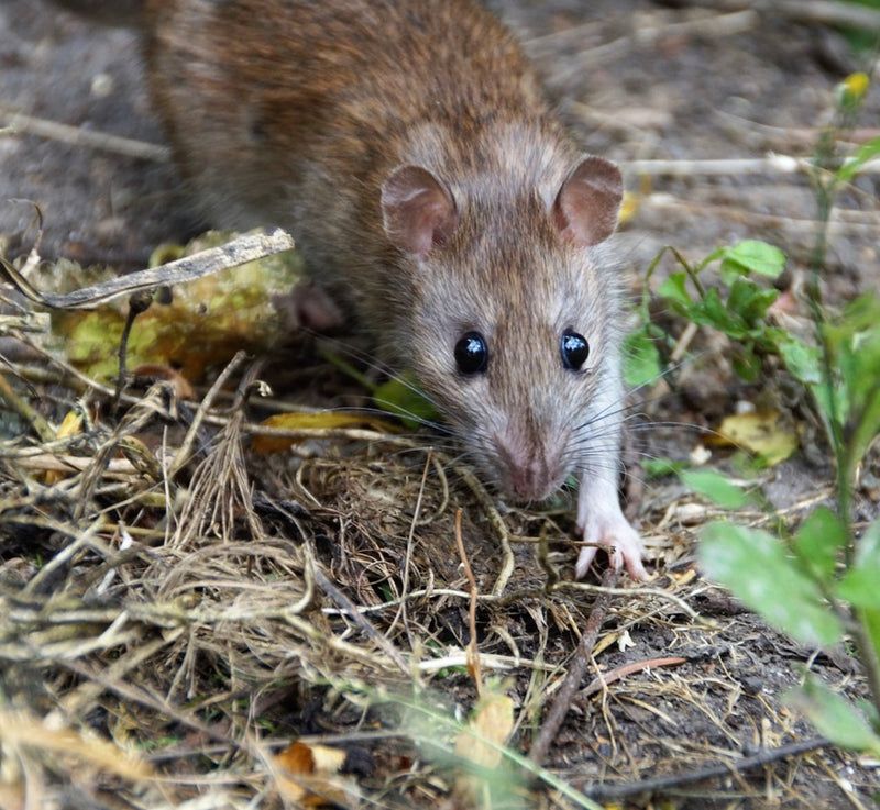 Certain Seeds Attract Rodents More Than Others