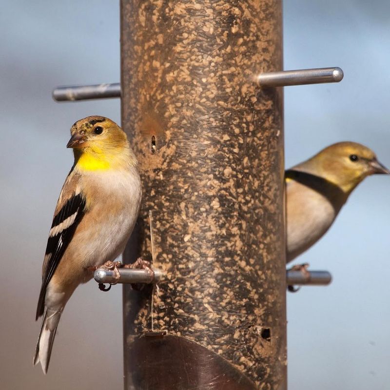 Feeders Are Not Cleaned Regularly