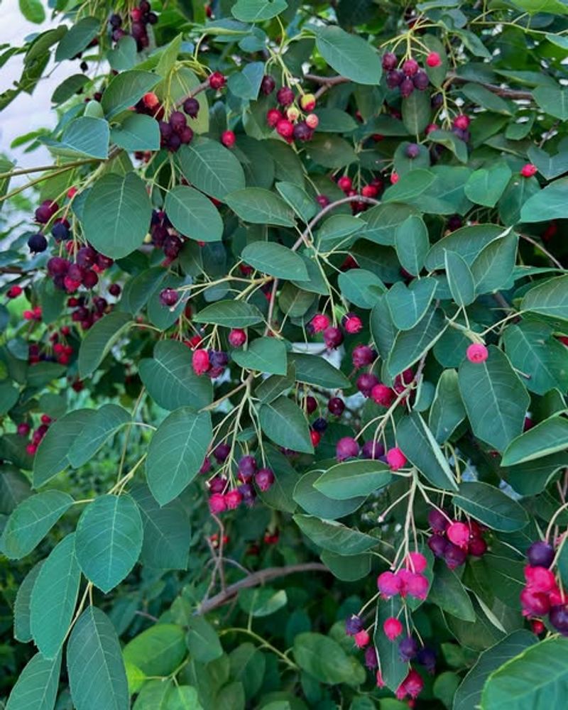 Lack Of Native Plants Reduces Natural Food Sources