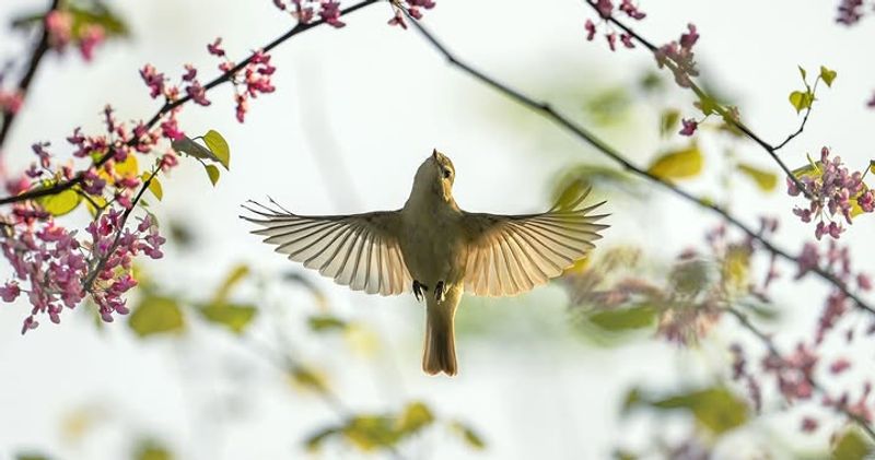 Seasonal Migration Patterns Affect Bird Numbers
