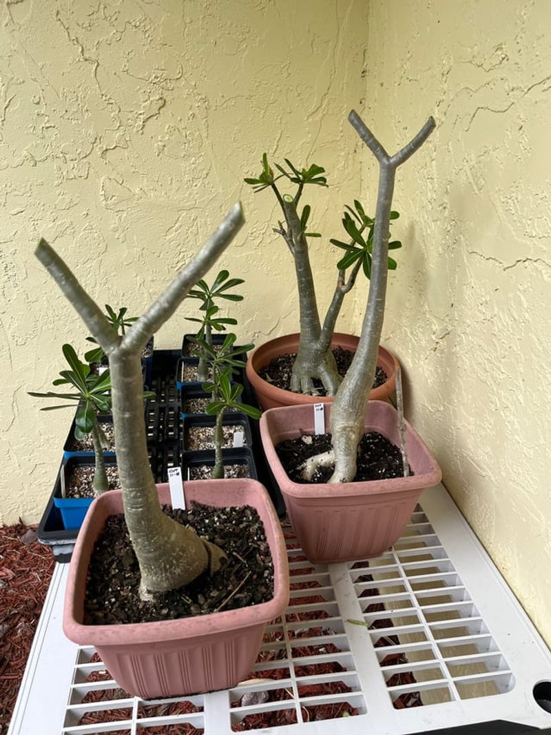 Pruning Shapes Fuller More Beautiful Plants