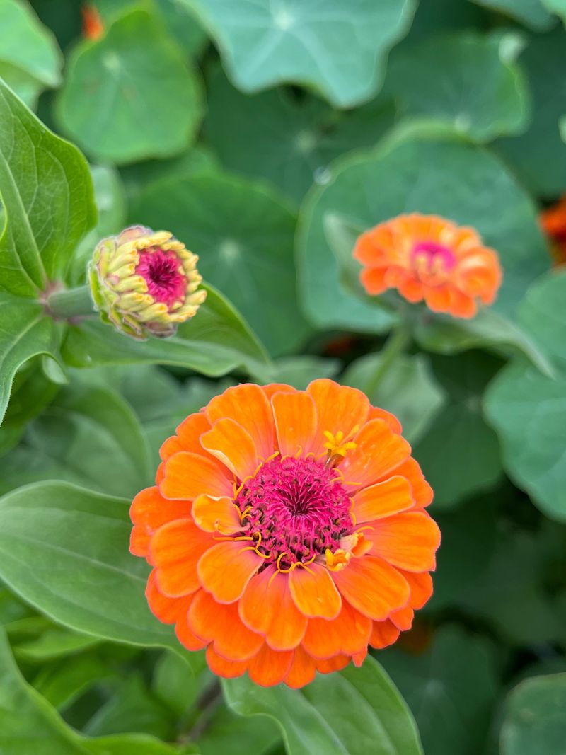 Giving Them Shade When They Crave Sun