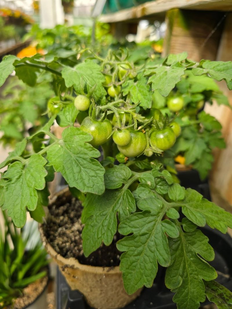 Warm-Season Vegetables Like Tomatoes Should Wait For Soil Warmth