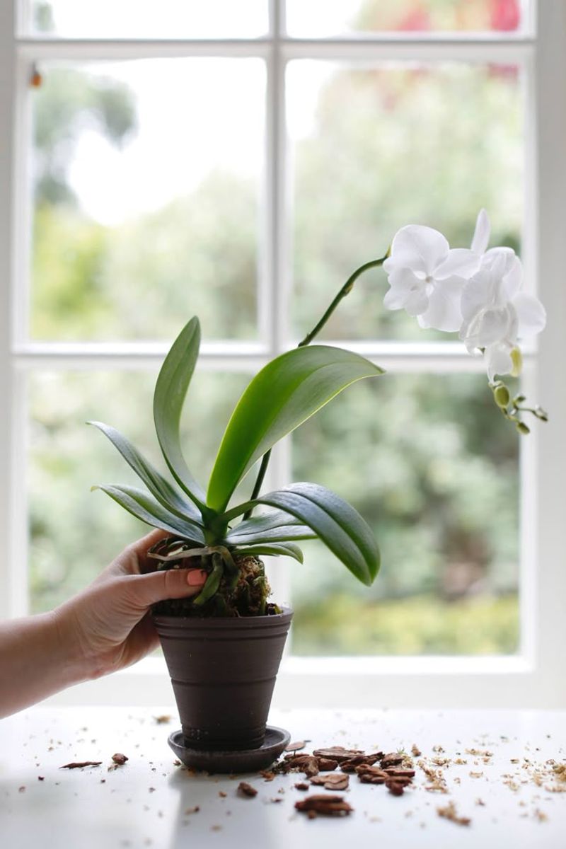 Repotting Timing Can Save Your Winter Blooms