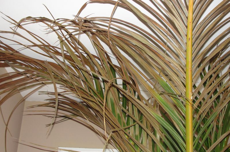 Micronutrient Deficiencies Often Start In Spring