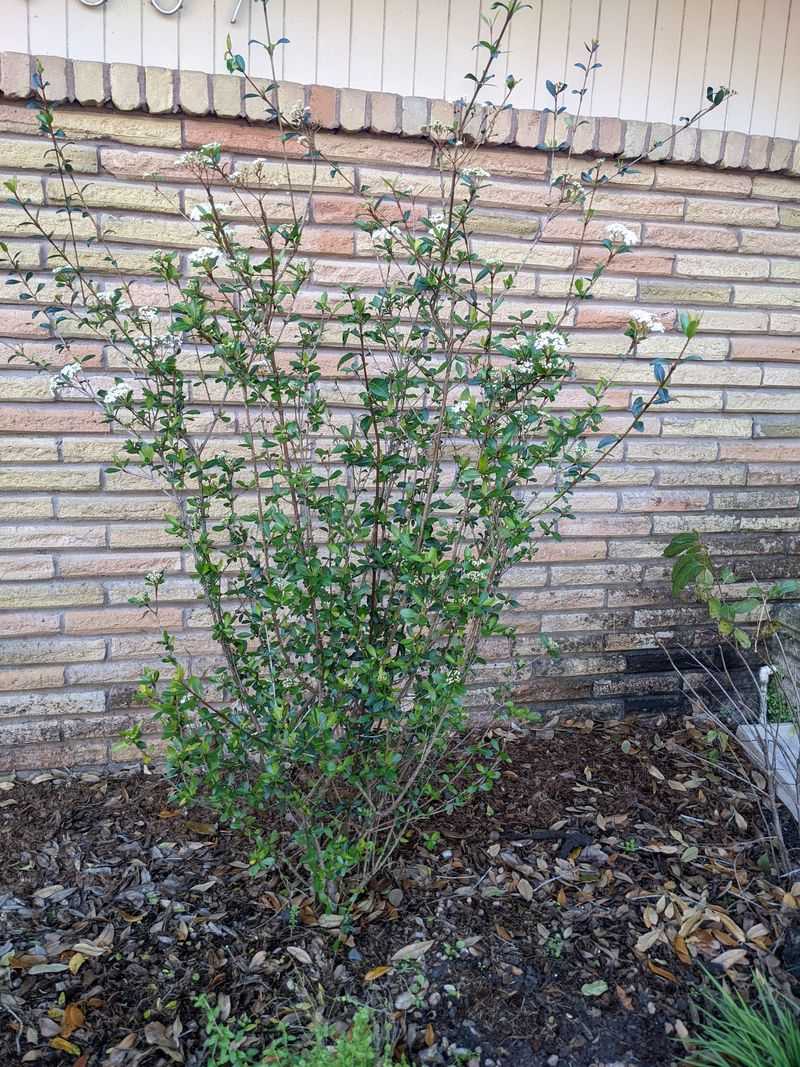 Handles Wet Soil And Heavy Rains With Ease