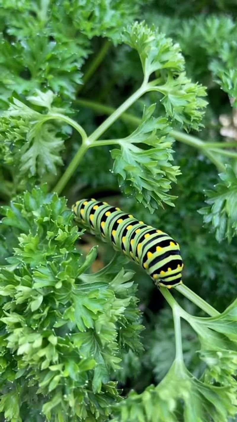 Parsley: The Classic Host Plant For Caterpillars