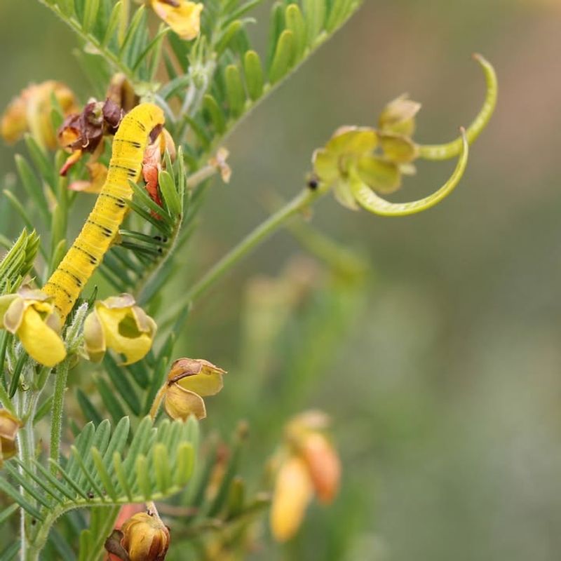 Wild Senna Supports Sulphur Butterflies In Summer