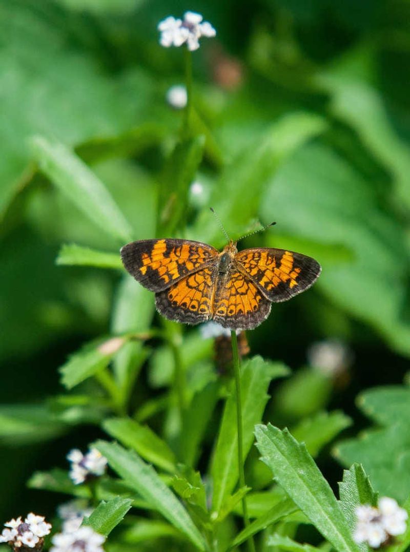 Frogfruit Creates A Living Carpet For Crescent Butterflies