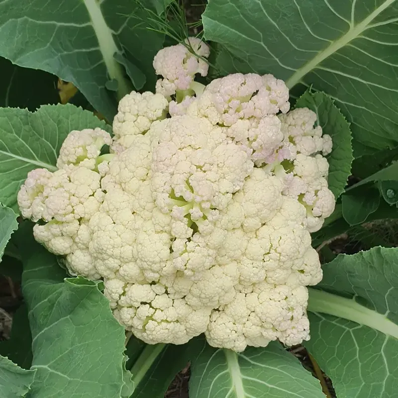 Cauliflower (Brassica oleracea var. botrytis)