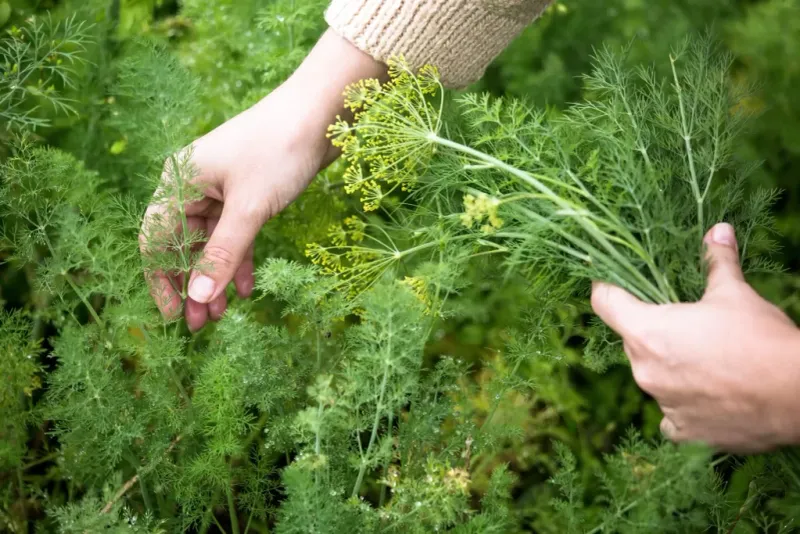 Mature Dill Can Sabotage Your Tomatoes