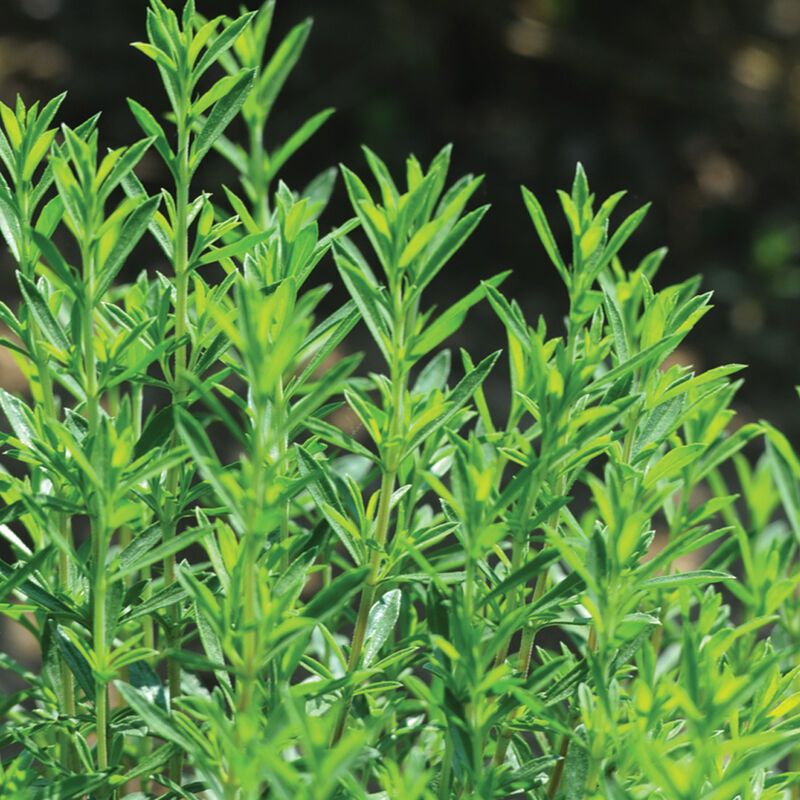 Winter Savory That Stays Tough Through The Cold