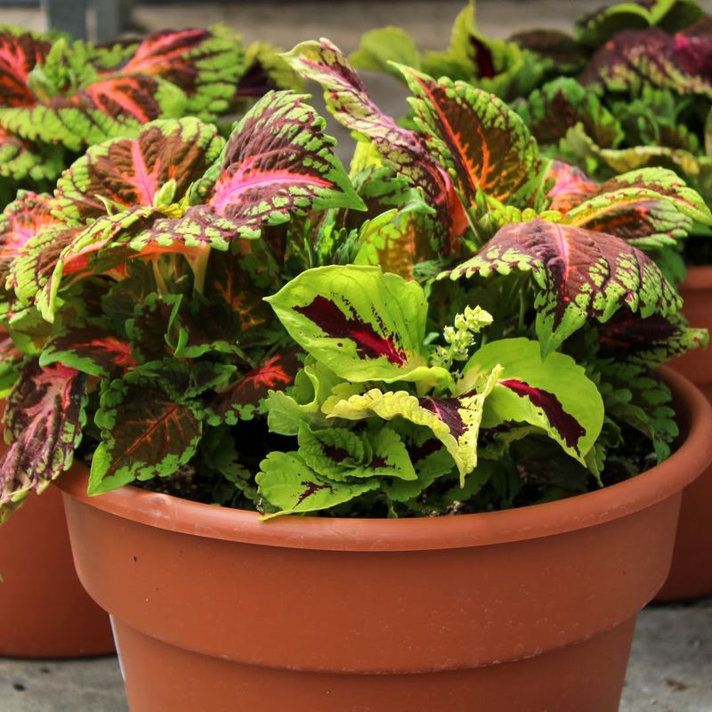 Coleus