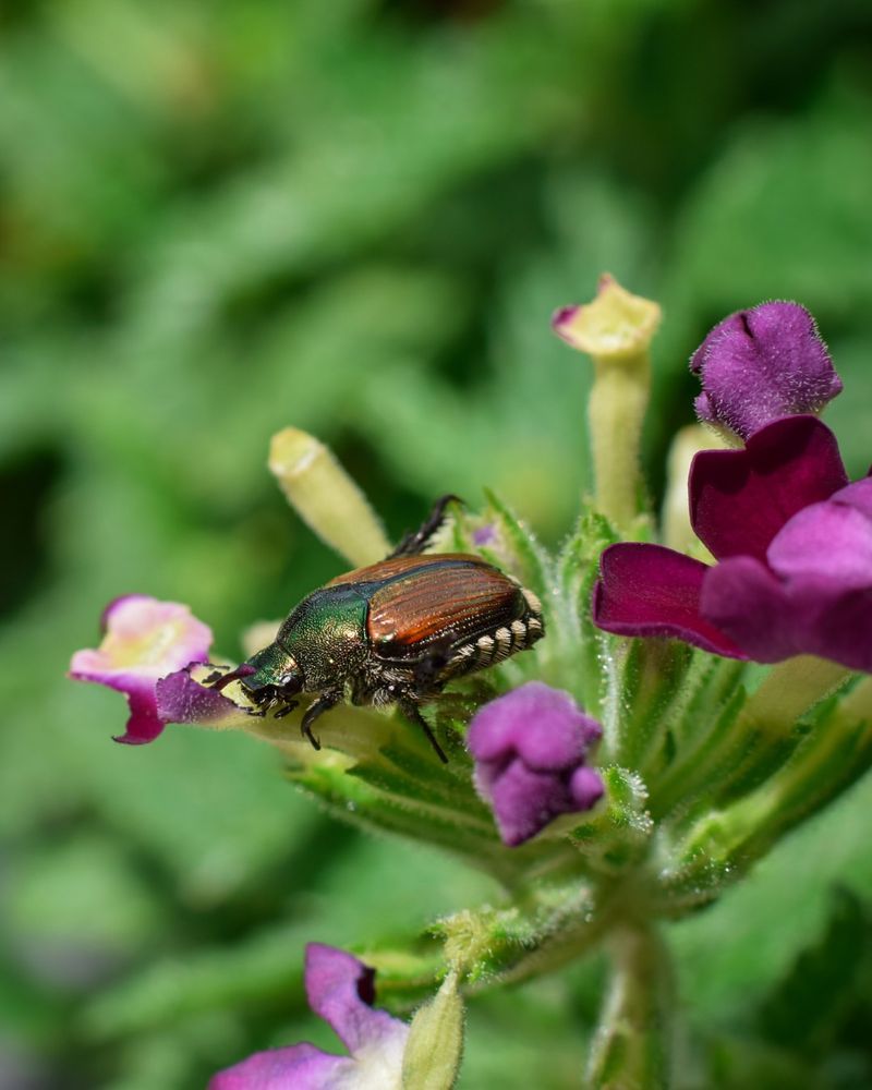 Monitor For Pests And Disease