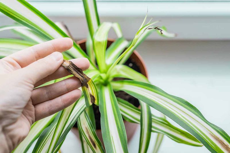 Trim Damaged Or Yellow Leaves