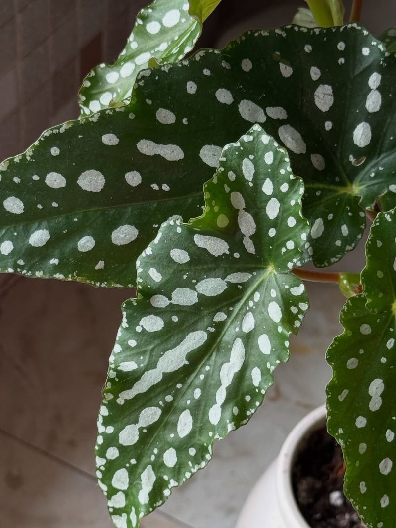 Maintain High Humidity