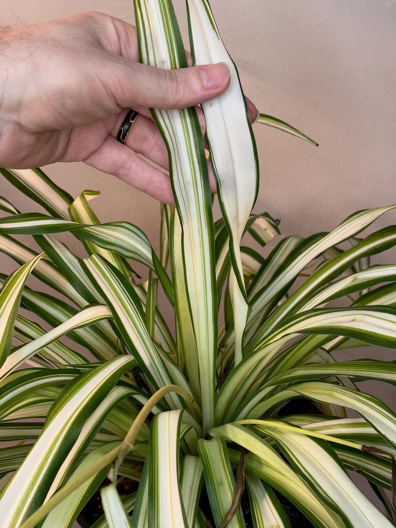 Trim Brown Leaf Tips