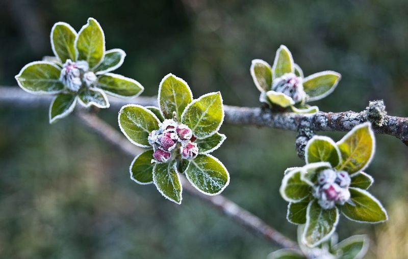Protect Buds From Frost 