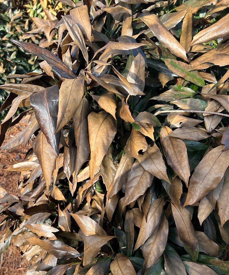 Clear Deceased Tissue Last