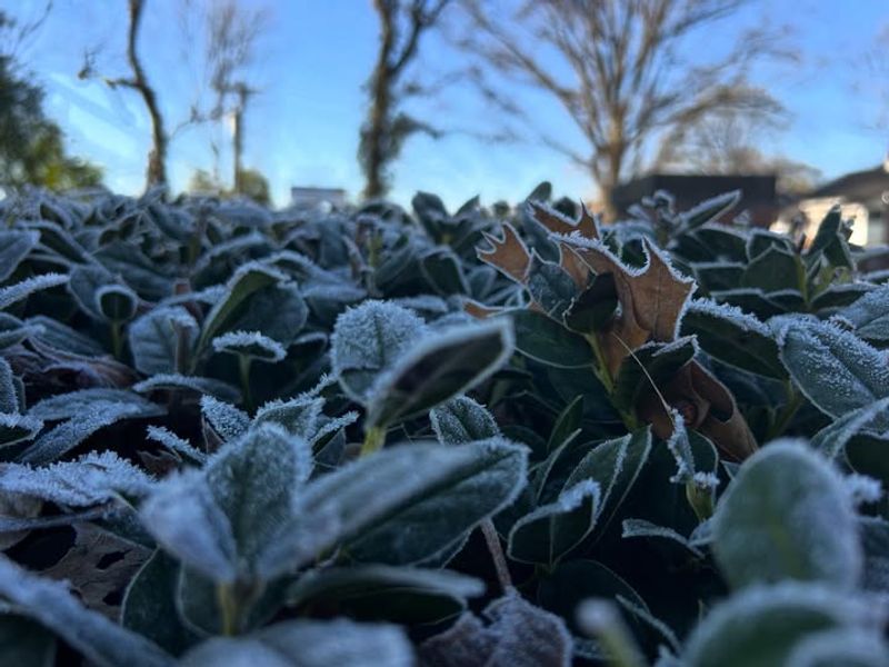 Plan Your Planting Calendar Based On Frost Dates