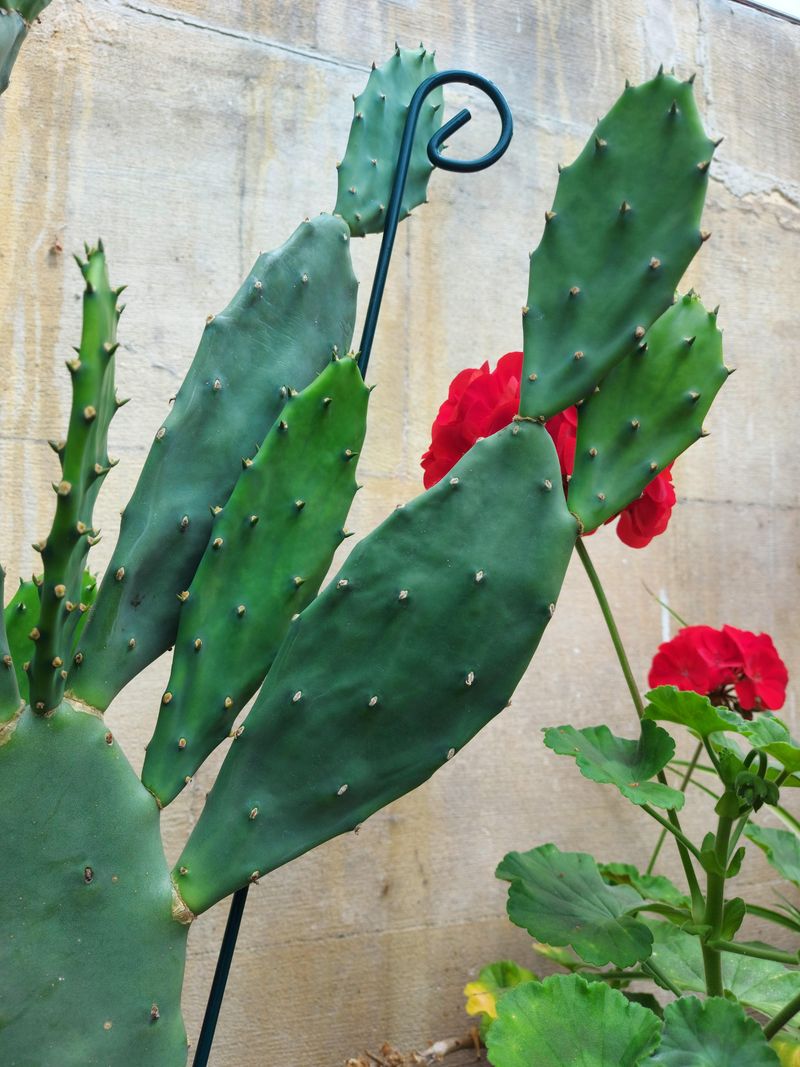 Watch For Signs Of Overwatering Such As Soft Pads