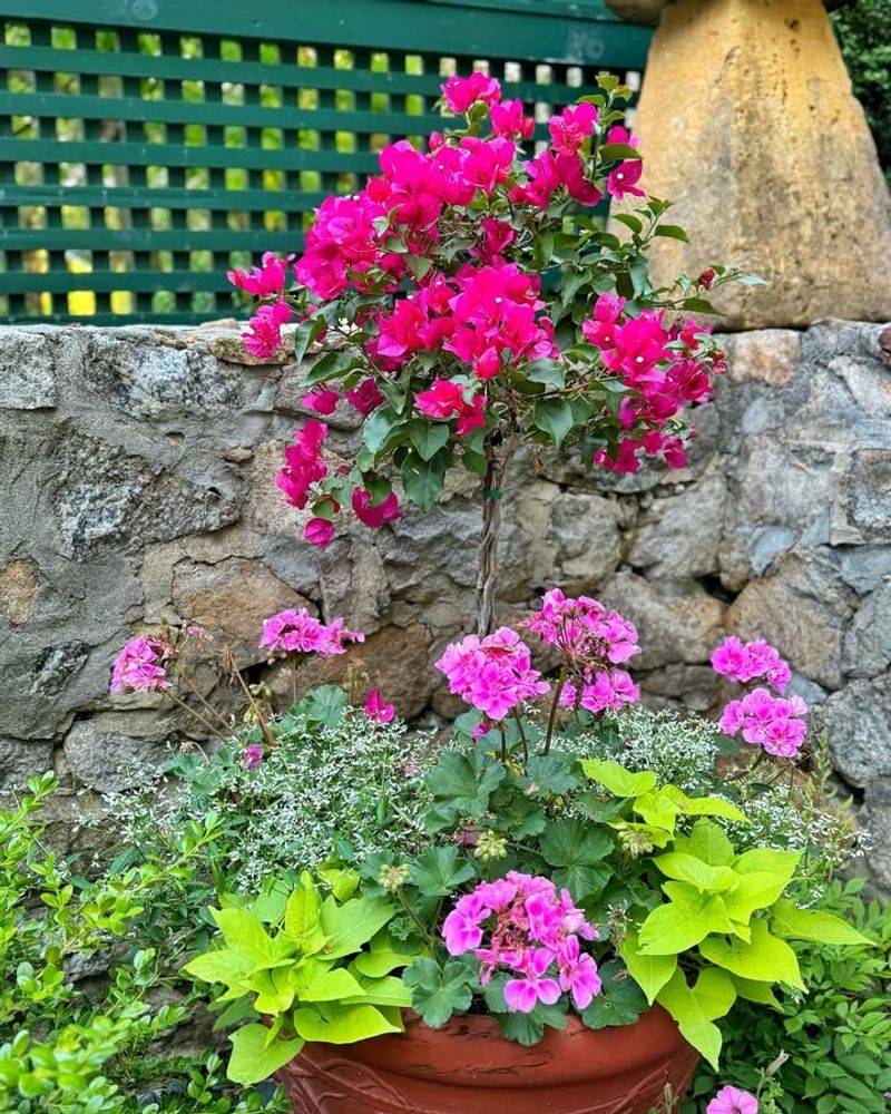 Protect Containers From Rare Winter Frost In Lower Desert Areas