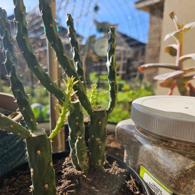 Use A Low Nitrogen Diluted Fertilizer Designed For Cactus And Succulents