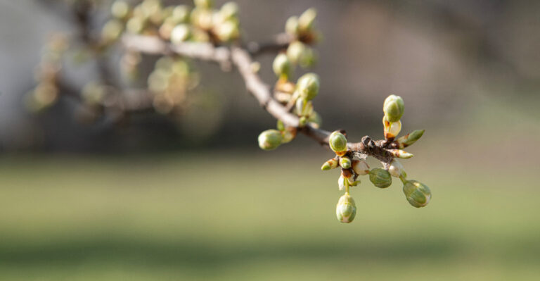 fruit tree buds
