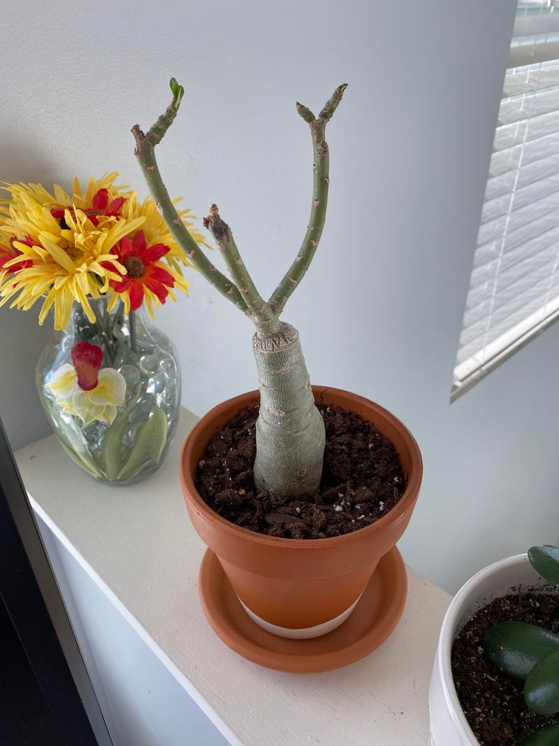 Winter Water Reduction Protects Dormant Plants