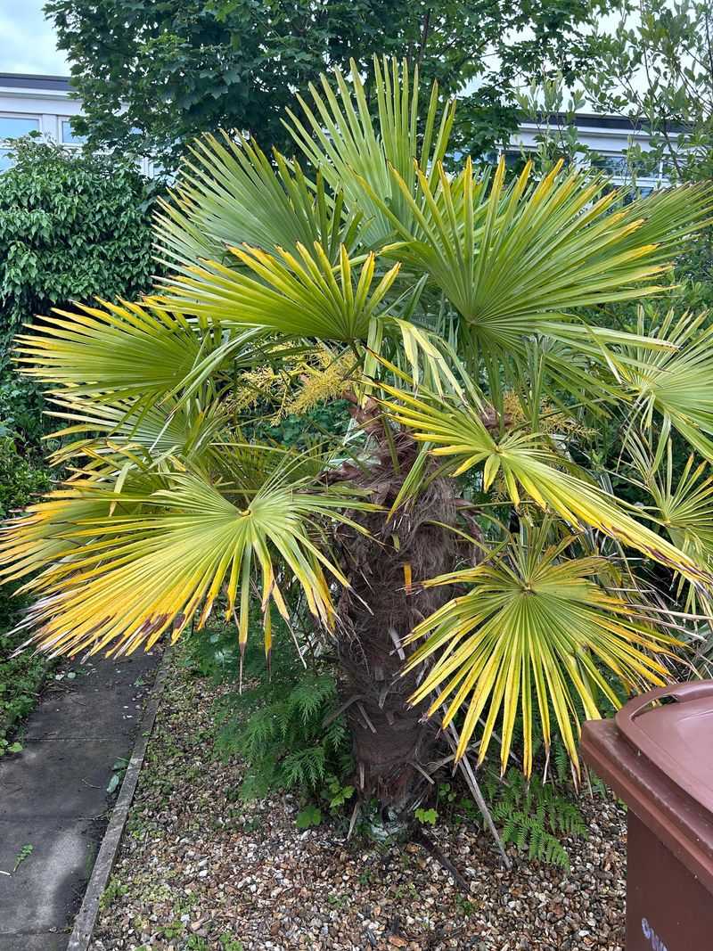 Using The Wrong Fertilizer Formula For Florida Palms