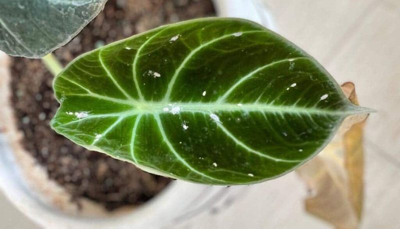 Ignoring Pest Infestations