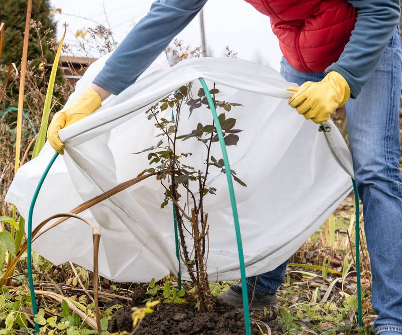 Ignoring Late Frost Warnings