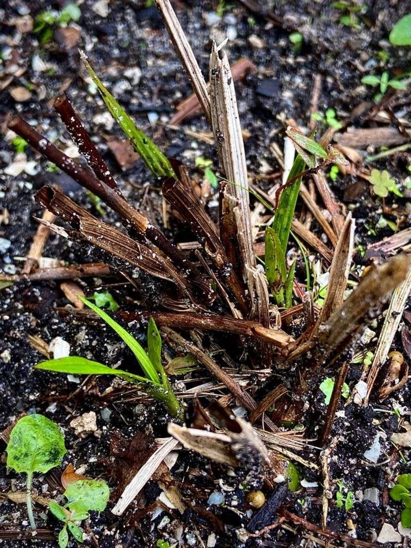 New Growth Is Vulnerable To Sudden Temperature Swings