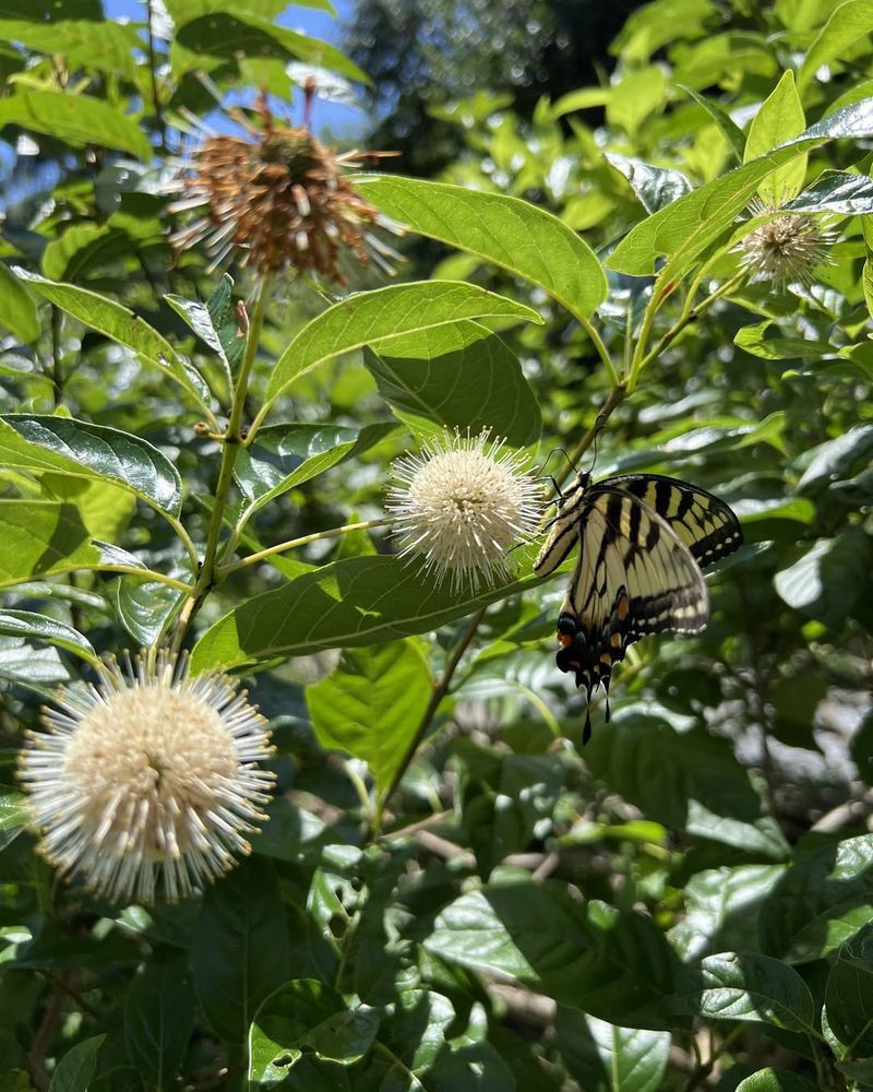 Buttonbush (Cephalanthus occidentalis)
