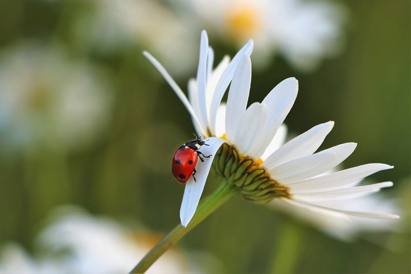 Encouraging Beneficial Insects And Pollinators