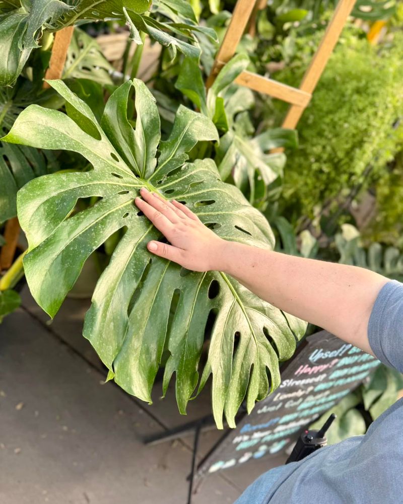 Monstera Deliciosa Brings Tropical Split Leaf Beauty